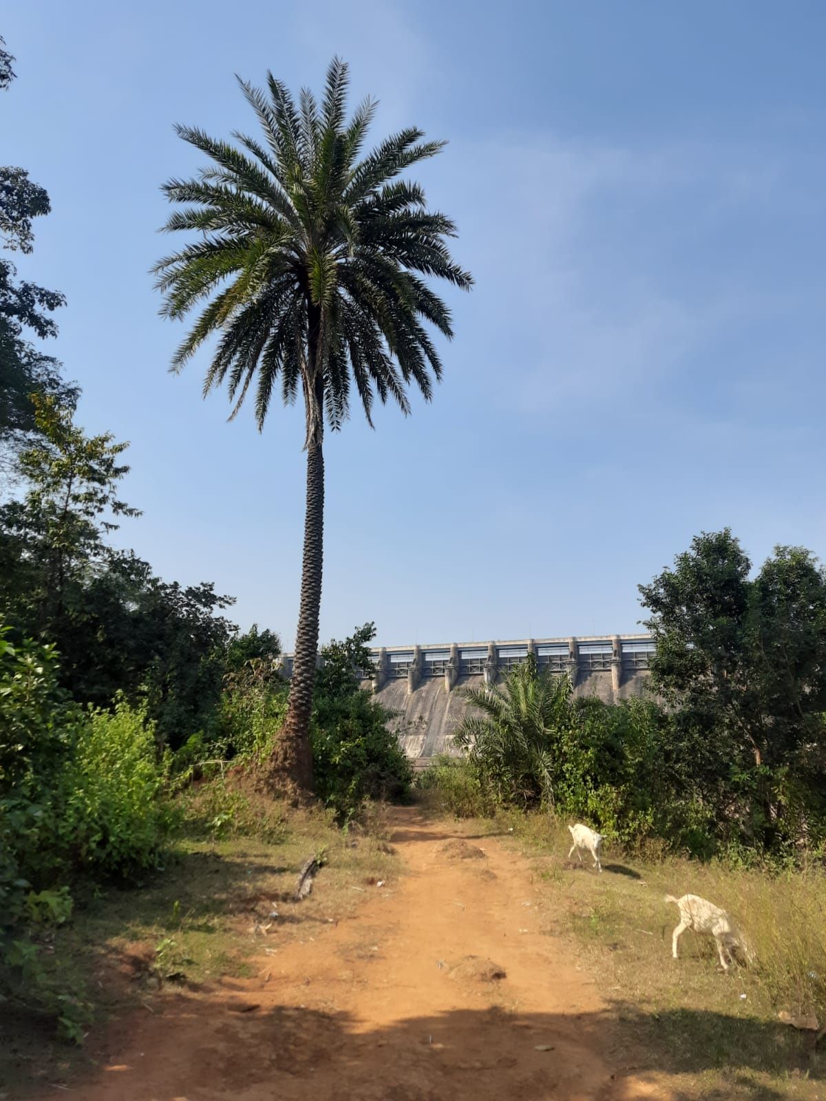 by me A dirt path winds its way towards the dam. A palm tree stands in the foreground, with two white goats grazing